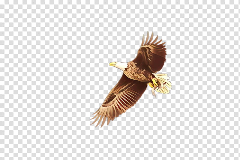 Eagle, Cartoon, Beak, Feather, Bird, Wing, Bird Of Prey, Pheasant transparent background PNG clipart