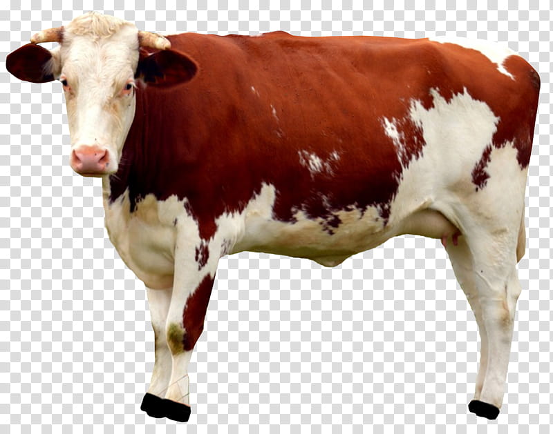 Dexter, Calf, Dairy Cattle, Dexter Cattle, Goat, Live, Bovine, Dairy Cow transparent background PNG clipart