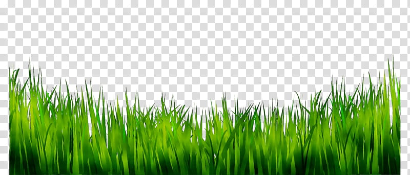 Green Grass, Nature, Lawn, Vegetation, Wheatgrass, Plant, Natural Landscape, Grass Family transparent background PNG clipart