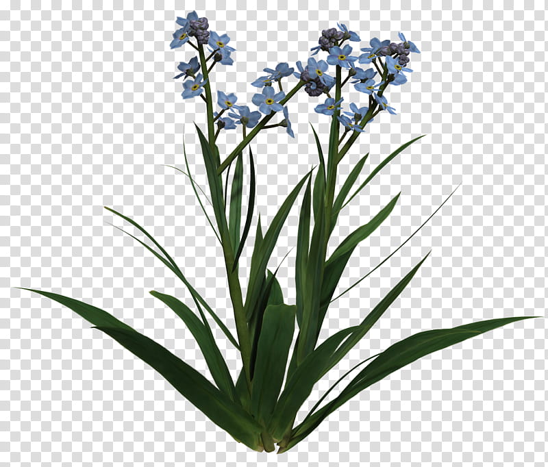 Forget me not, blue petaled flower transparent background PNG clipart