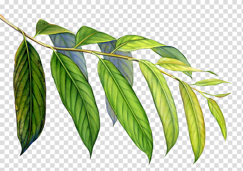 Earth Cartoon Drawing, Leaf, Evergreen Forest, Plants, Tree, Rainforest, Arp Frique, Tropics transparent background PNG clipart