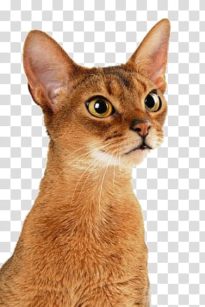 High Quality  Cats , orange cat illustration transparent background PNG clipart