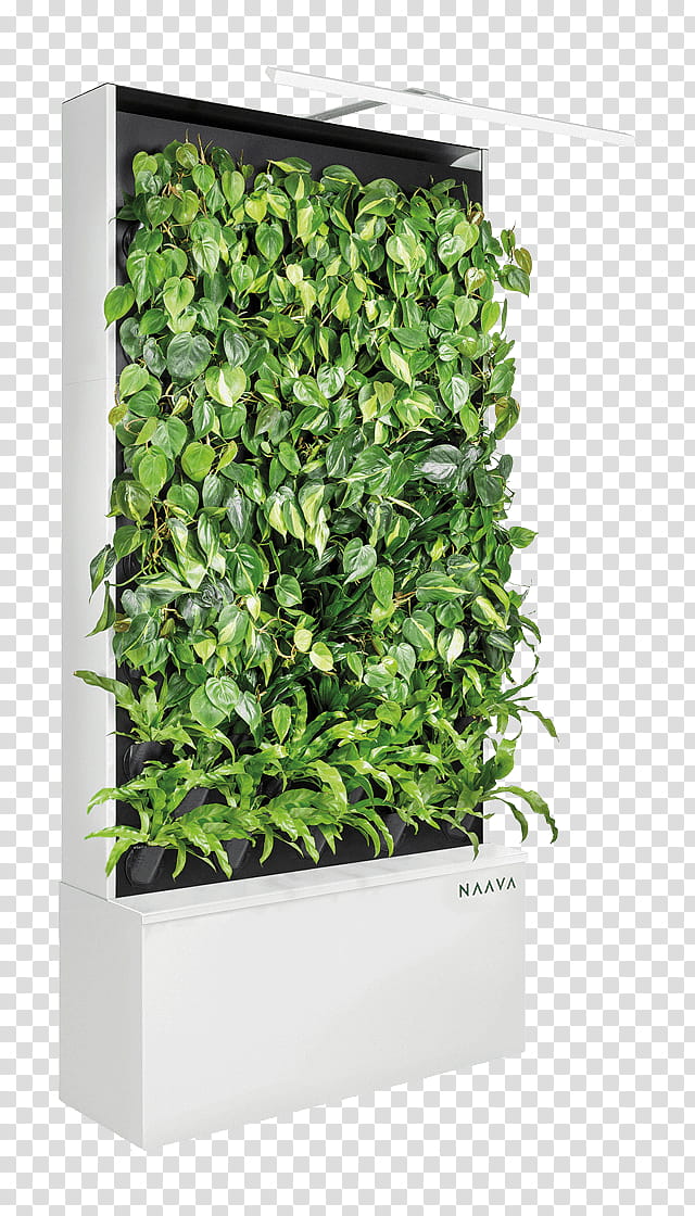 Green Grass, Green Wall, Vine, Garden, Humidifier, Common Ivy, Air Purifiers, Indoor Air Quality transparent background PNG clipart