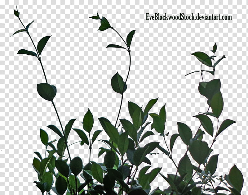 lateral foliage , green leafed plant transparent background PNG clipart