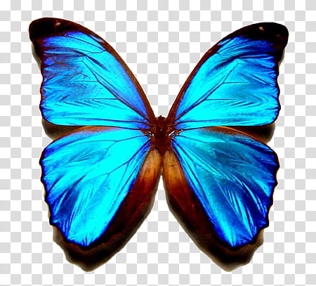 Blue Things, blue morpho butterfly transparent background PNG clipart