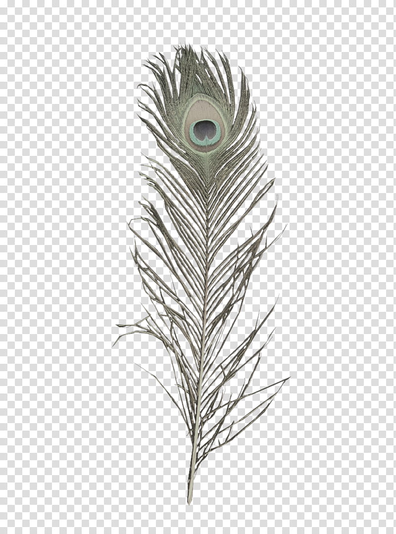 brown peacock feather transparent background PNG clipart