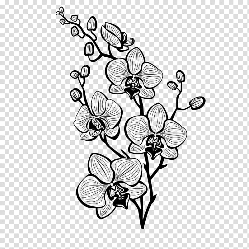 Flower Line Art, Floral Design, Cut Flowers, Drawing, Plant Stem, Symmetry, Plants, Blackandwhite transparent background PNG clipart