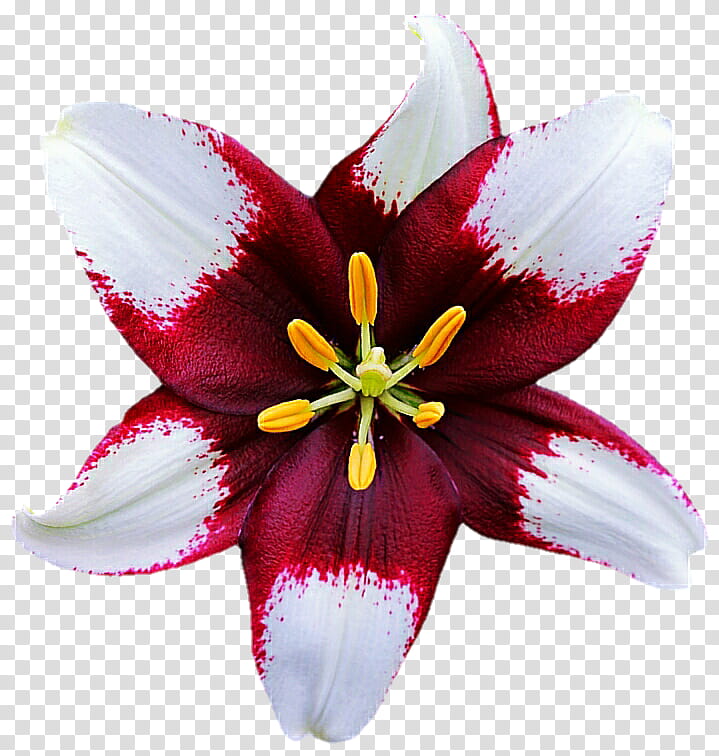 Burgundy White Lily transparent background PNG clipart