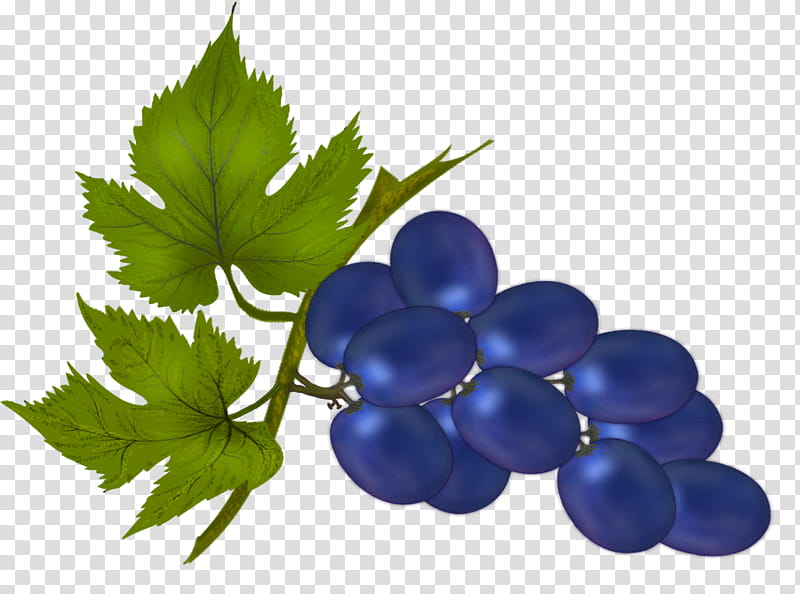 Contrasting Black Grape, purple grapes transparent background PNG clipart