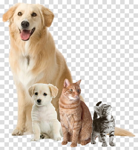 dogs and  cats, adult Golden retriever transparent background PNG clipart