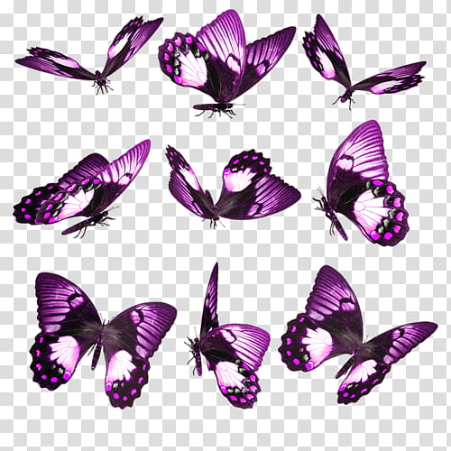 nine purple butterflies transparent background PNG clipart