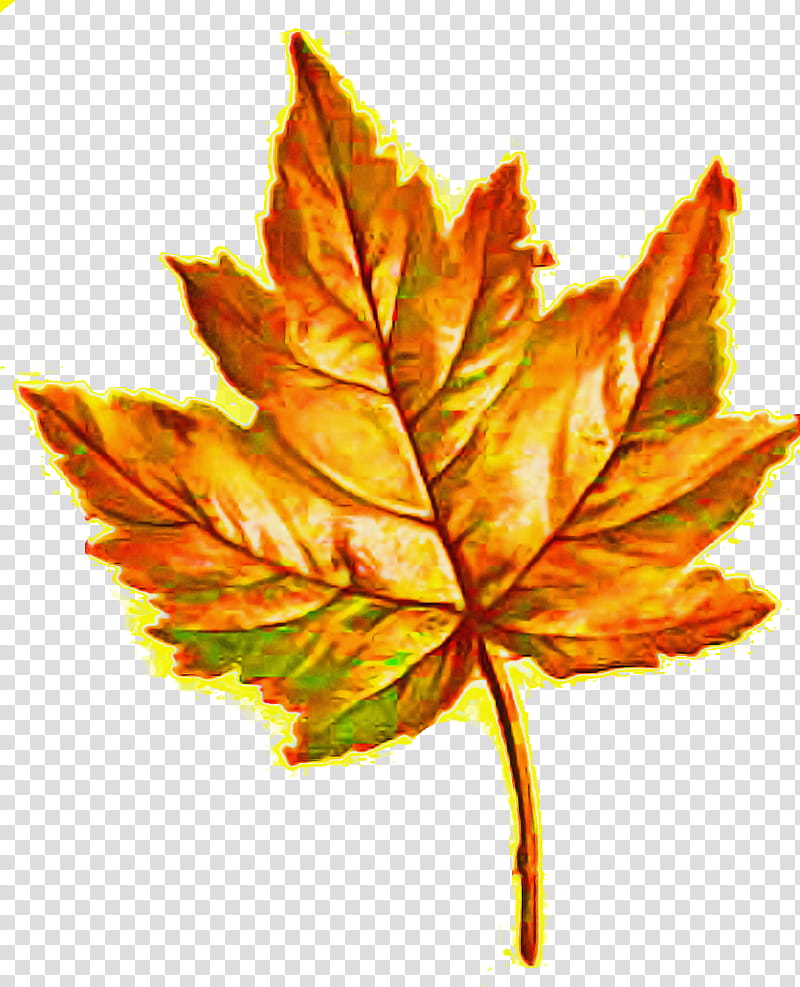 Gum Tree, Leaf, Maple Leaf, Plants, Plant Stem, European Beech, Staghorn Sumac, Maple Leaf Orange transparent background PNG clipart