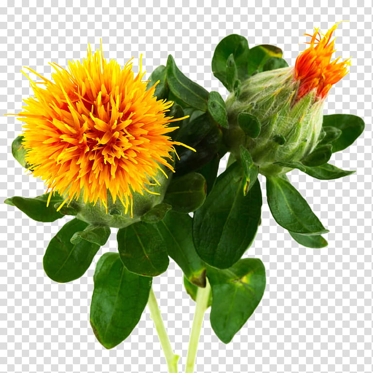 Saffron Flower, Safflower, Oil, Food, Huile De Carthame, Essential Oil, Peppermint, Plants transparent background PNG clipart