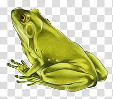 green frog transparent background PNG clipart