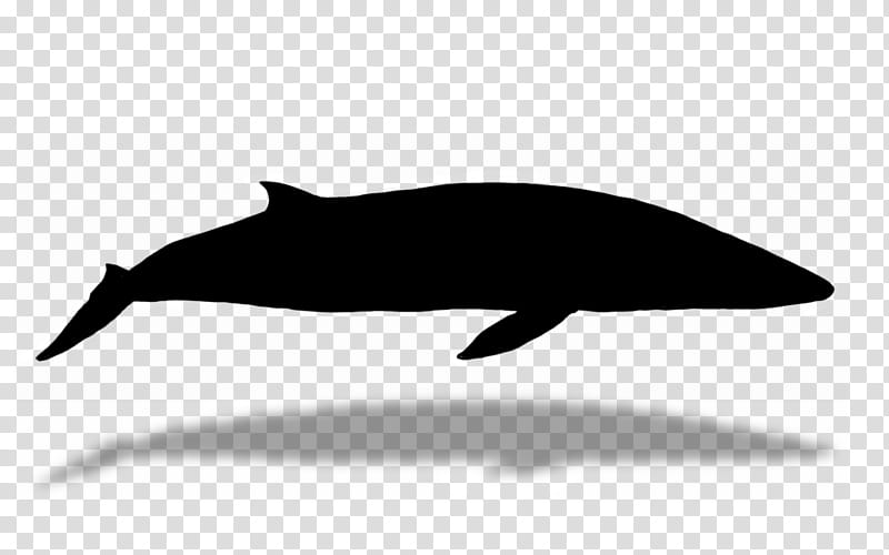 Whale, Dolphin, Silhouette, Beak, Cetacea, Bottlenose Dolphin, Fin, Fish transparent background PNG clipart