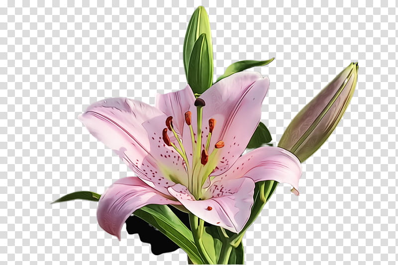 flower lily flowering plant plant peruvian lily, Watercolor, Paint, Wet Ink, Petal, Stargazer Lily, Pink, Cut Flowers transparent background PNG clipart