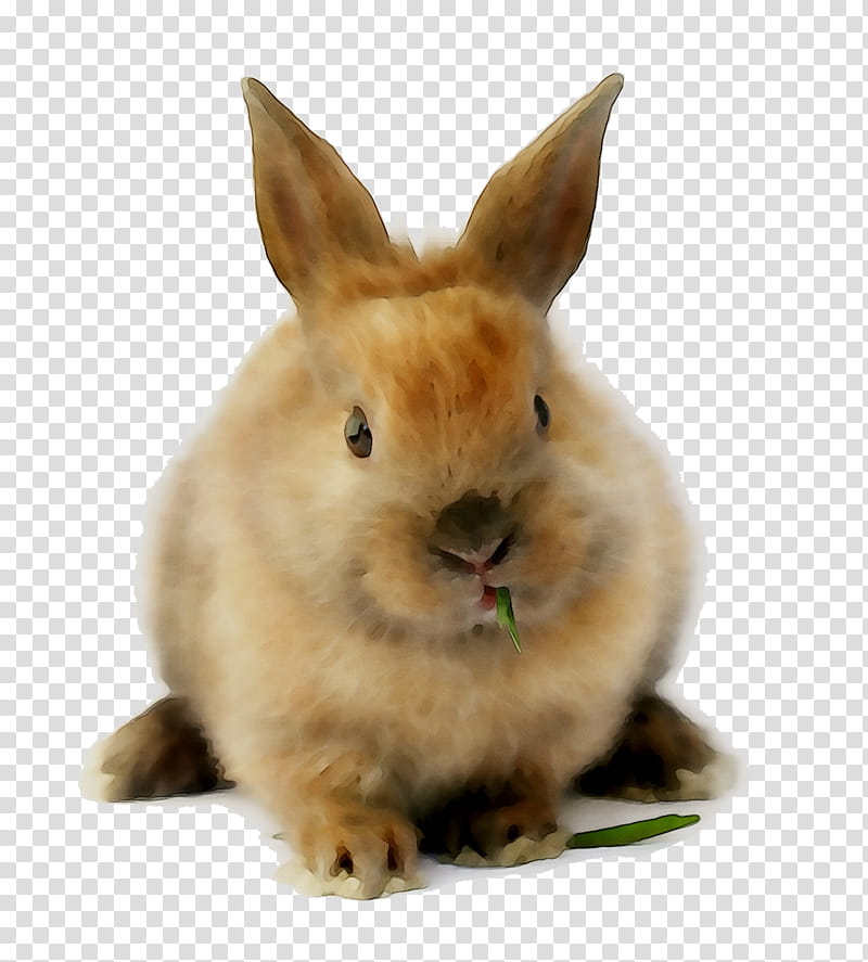 Cat, Animal, Rabbit, Pet, Rabbits And Hares, Skin, Nose, Snout transparent background PNG clipart