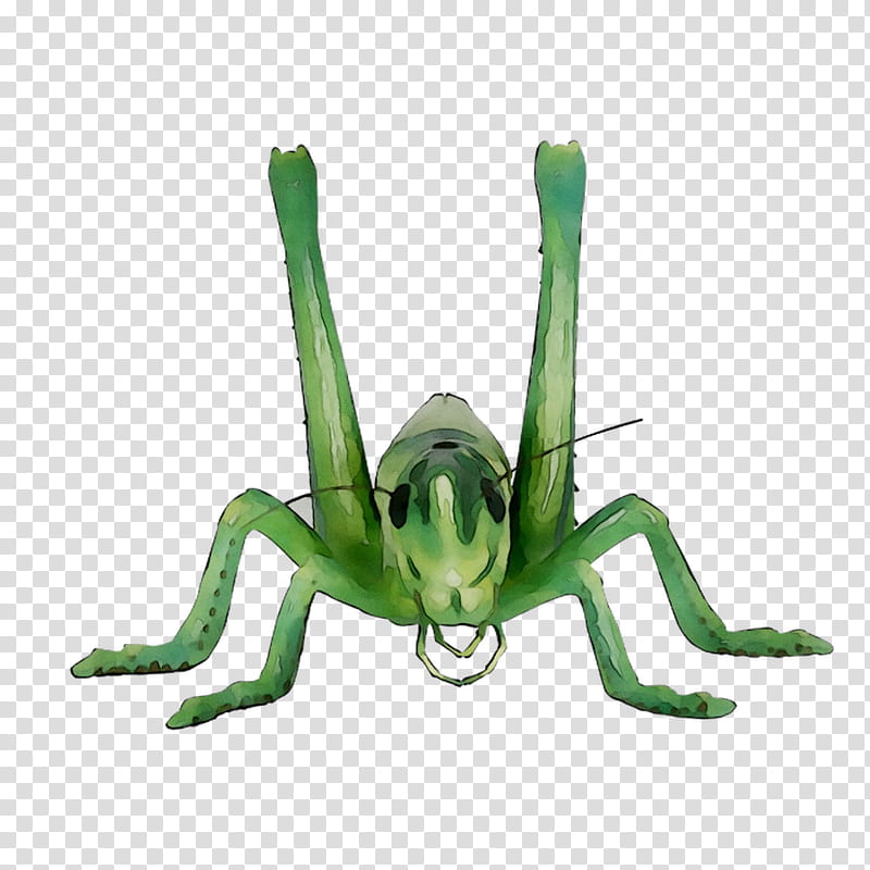 Frog, Grasshopper, Sauterelle, Caelifera, Insect, Statue, Animal, Species transparent background PNG clipart