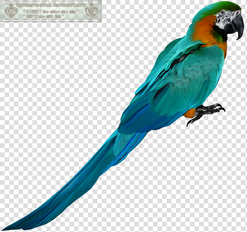 KymsCave Animals , blue-and-yellow macaw transparent background PNG clipart