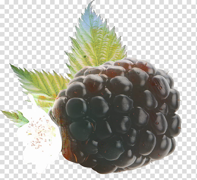 Pineapple, Boysenberry, Food, Inismsci Saudi Acapls, Superfood, Blackberry Limited, Fruit, Rubus transparent background PNG clipart