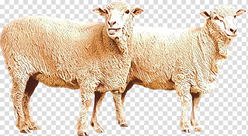 Eid Al Adha Islamic, Eid Mubarak, Muslim, Sheep, Goat, Live, Antelope, Animal transparent background PNG clipart
