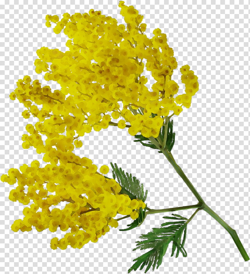 Floral Flower, Acacia Dealbata, Mimosa, Shameplant, Flower Bouquet, Floral Design, Cut Flowers, Floristry transparent background PNG clipart
