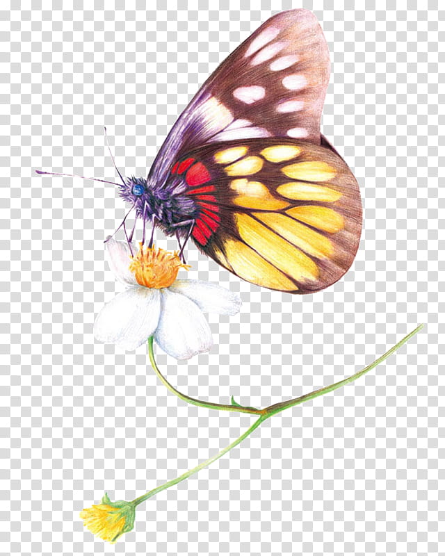 Paint Brush, Colored Pencil, Drawing, Watercolor Painting, Fabercastell, Crayon, Butterfly, Moths And Butterflies transparent background PNG clipart