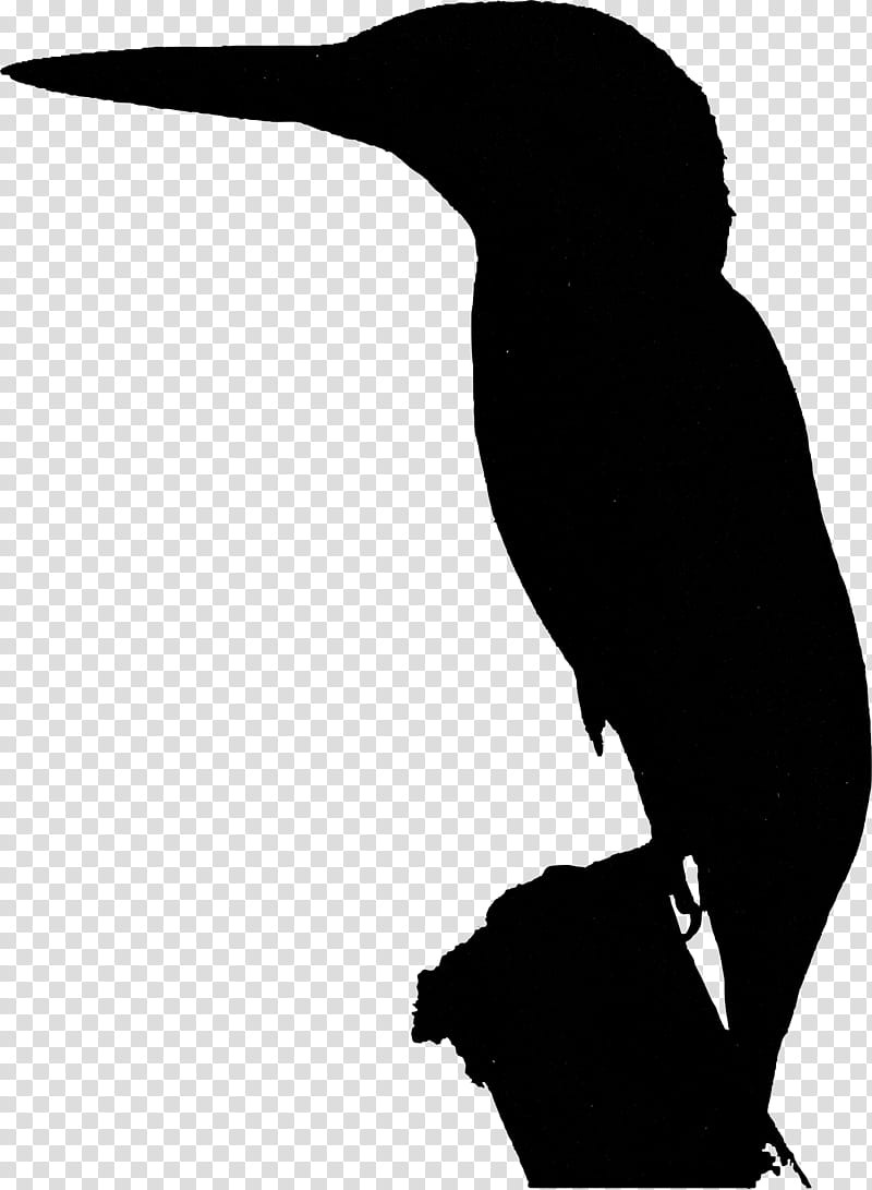 Bird Silhouette, Beak, Water Bird, Arm Cortexm, ARM Architecture, Woodpecker, Piciformes, Coraciiformes transparent background PNG clipart