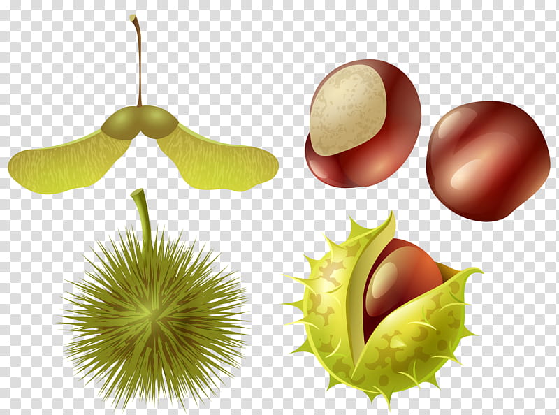 Autumn Fruit, Art Museum, Plant, Tree, Nepenthes, Chestnut, Carnivorous Plant transparent background PNG clipart