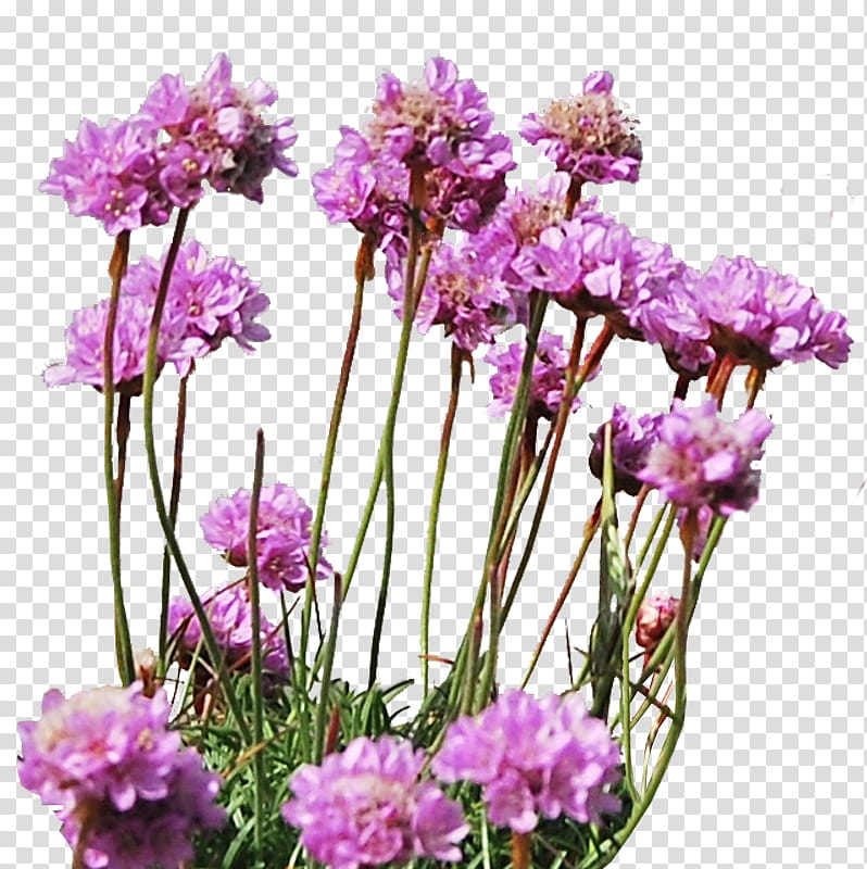 Sea Thrift, purple petaled flowers transparent background PNG clipart
