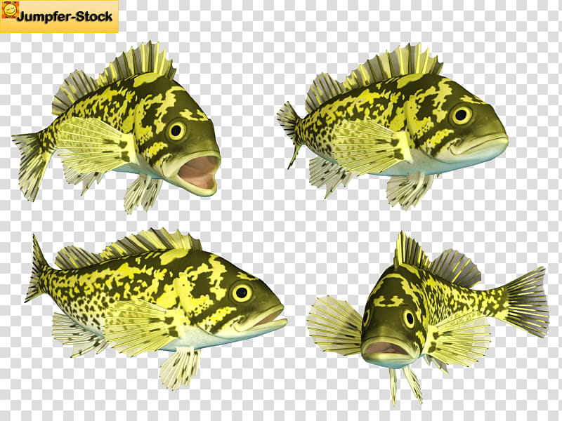 Various Fish , green fish illustration transparent background PNG clipart