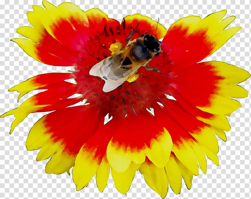 Flowers, Honey Bee, Transvaal Daisy, Nectar, Yellow, Cut Flowers, Sunflower, Petal transparent background PNG clipart