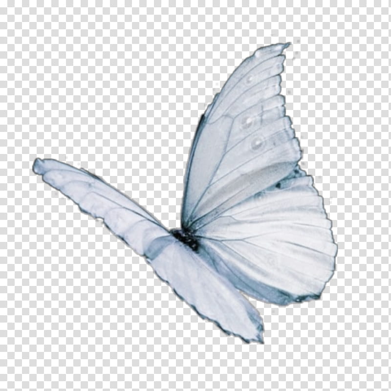 Monarch Butterfly Drawing, Cabbage White, Insect, Limenitis Arthemis, Butterfly Effect, Pieris, Lepidoptera, Moths And Butterflies transparent background PNG clipart