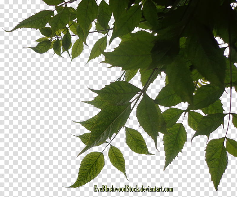 Foliage corner, green spearmint leaves transparent background PNG clipart