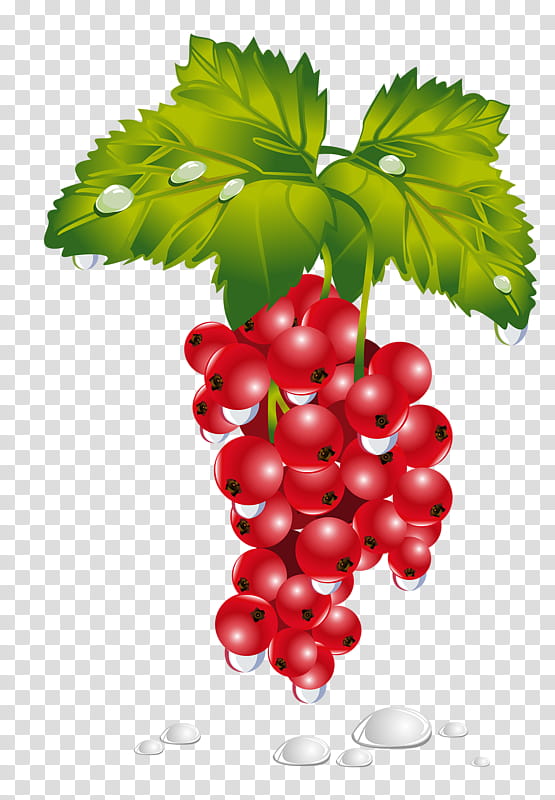 Flower Leaves, Redcurrant, Berries, Fruit, Vegetable, Grape, Food, Strawberry transparent background PNG clipart