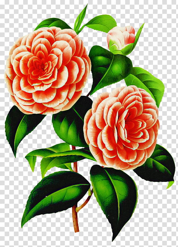 Garden roses, Flower, Plant, Pink, Japanese Camellia, Rose Family, Floribunda, Petal transparent background PNG clipart