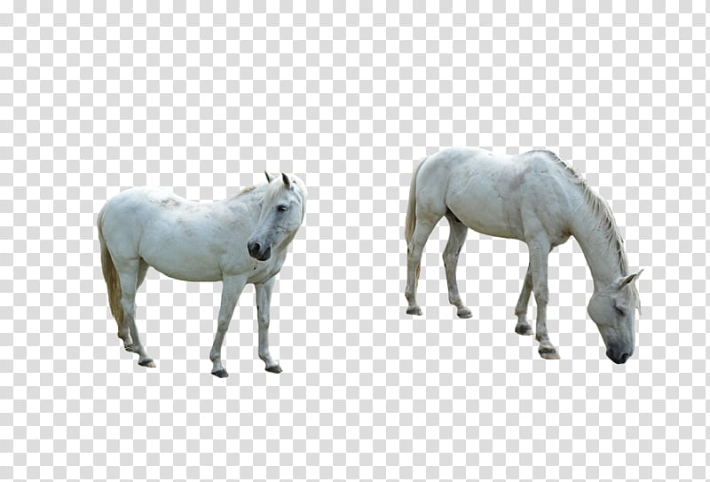 White Horses, two white horses transparent background PNG clipart