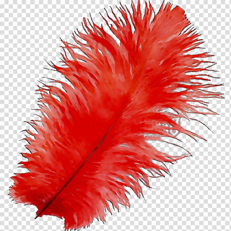 Party, Artist, Feather, Creativity, Wannabe, Centipedes, Red, Natural Material transparent background PNG clipart