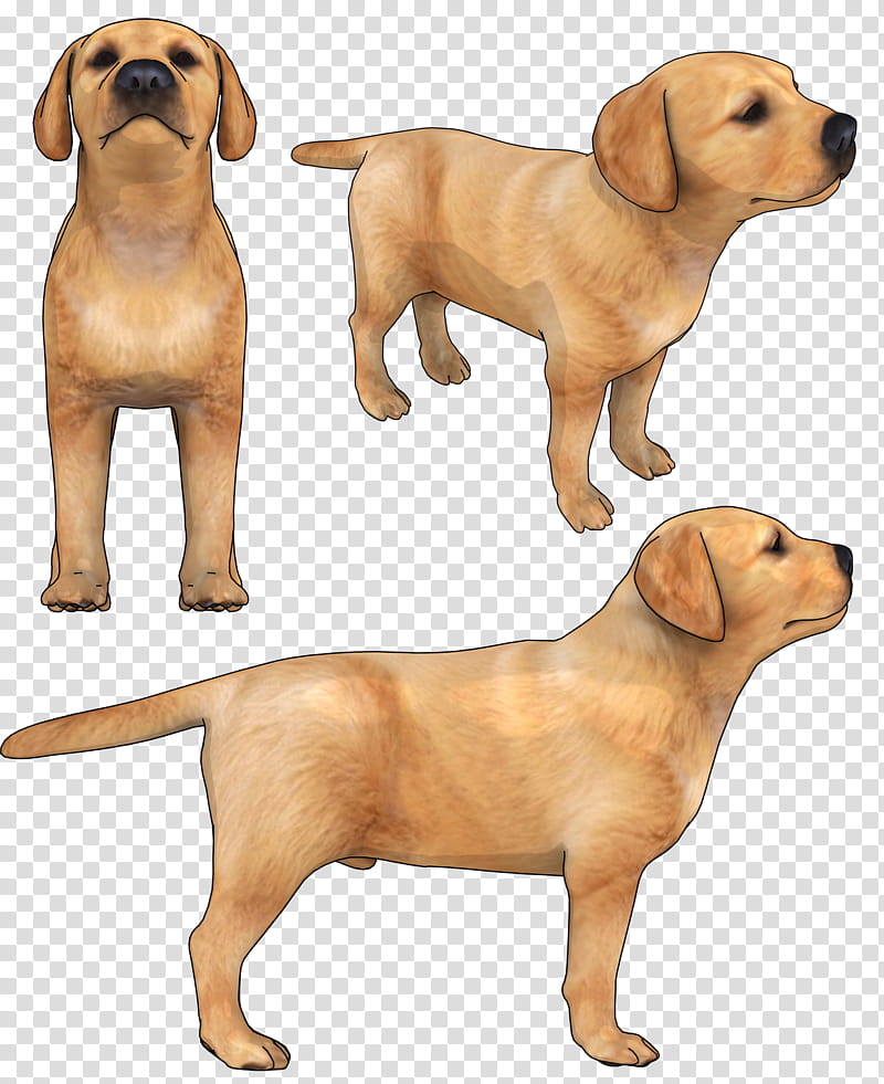 Gun, Labrador Retriever, Puppy, Broholmer, Companion Dog, Gun Dog, Sporting Group, Rare Breed Dog transparent background PNG clipart