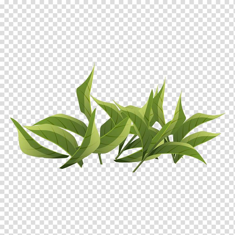 Leaf Green Tea, Color, Raster Graphics, Architecture, Plant, Plant Stem, Grass, Herb transparent background PNG clipart