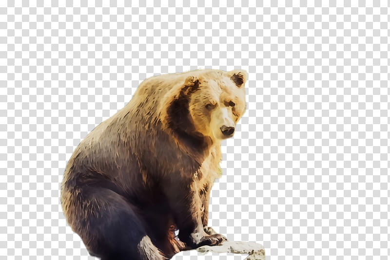 bear brown bear grizzly bear terrestrial animal wildlife, Watercolor, Paint, Wet Ink, Animal Figure, Kodiak Bear transparent background PNG clipart