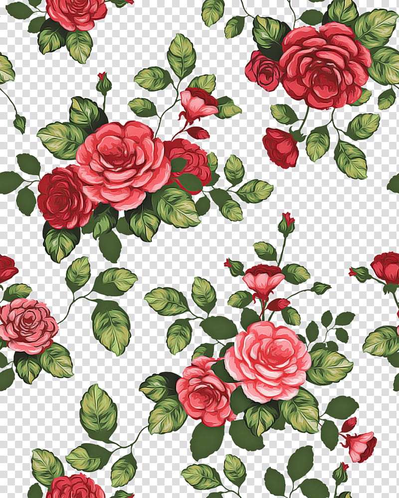 Garden roses, Flower, Red, Plant, Rose Family, Floral Design, Petal, Rose Order transparent background PNG clipart