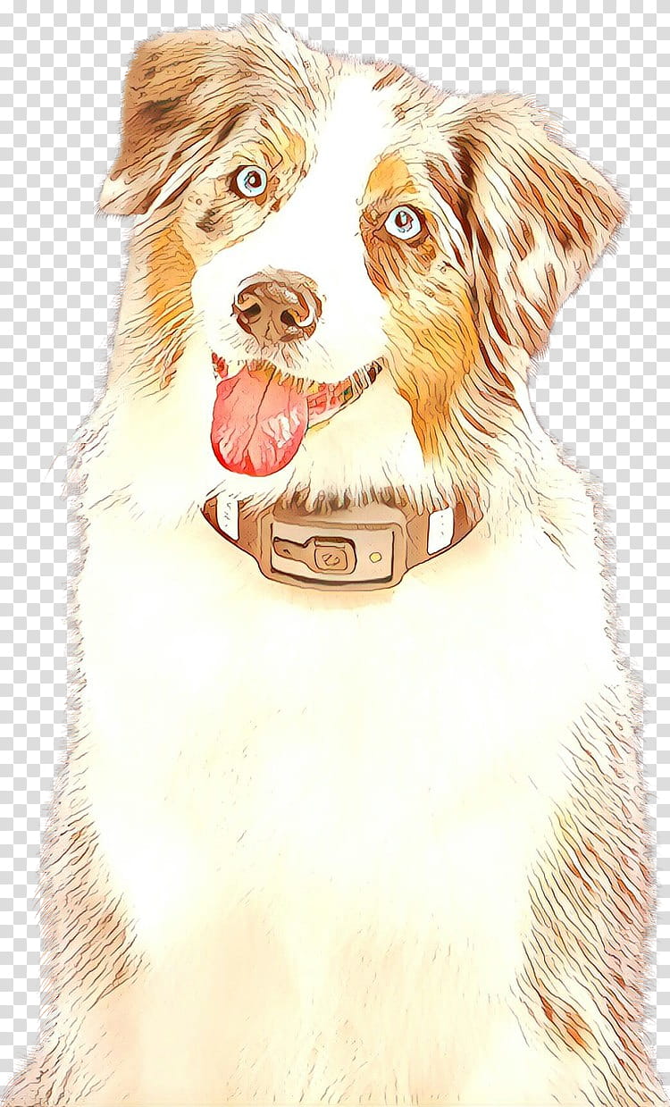 Border Collie, Australian Shepherd, Nova Scotia Duck Tolling Retriever, Companion Dog, Snout, Breed, Sporting Group, Rare Breed Dog transparent background PNG clipart