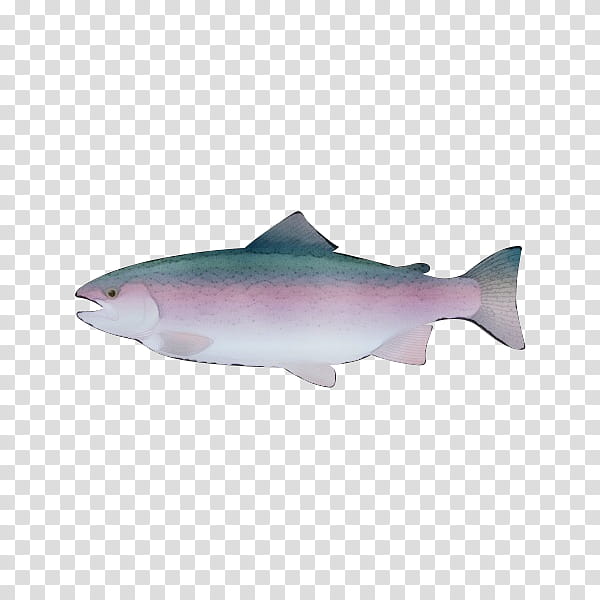 fish fish fin salmon sockeye salmon, Watercolor, Paint, Wet Ink, Bonyfish, Salmonlike Fish, Cod, Rayfinned Fish transparent background PNG clipart