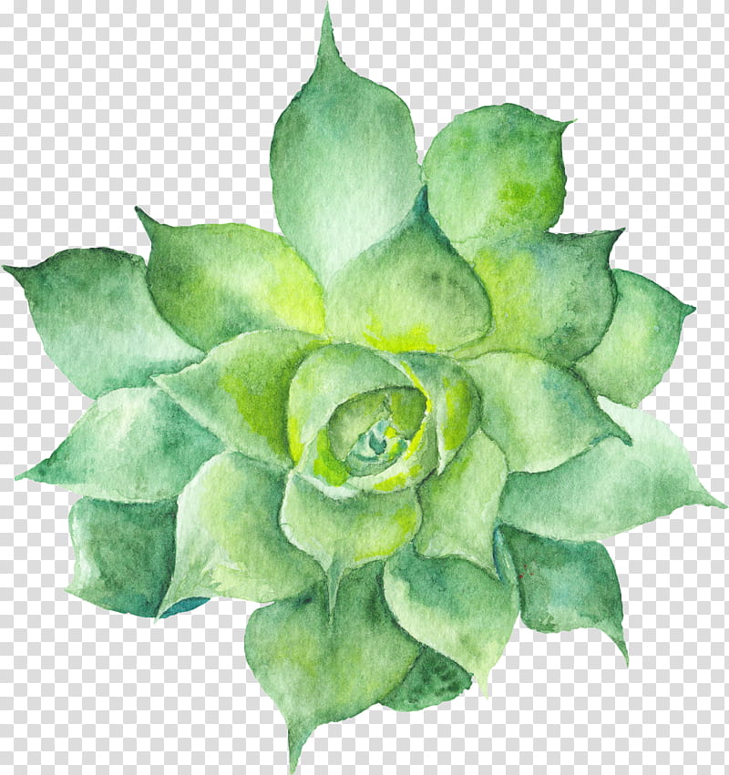 Watercolor Flower, Succulent Plant, Watercolor Painting, Cactus, Drawing, Plants, Leaf, Petal transparent background PNG clipart