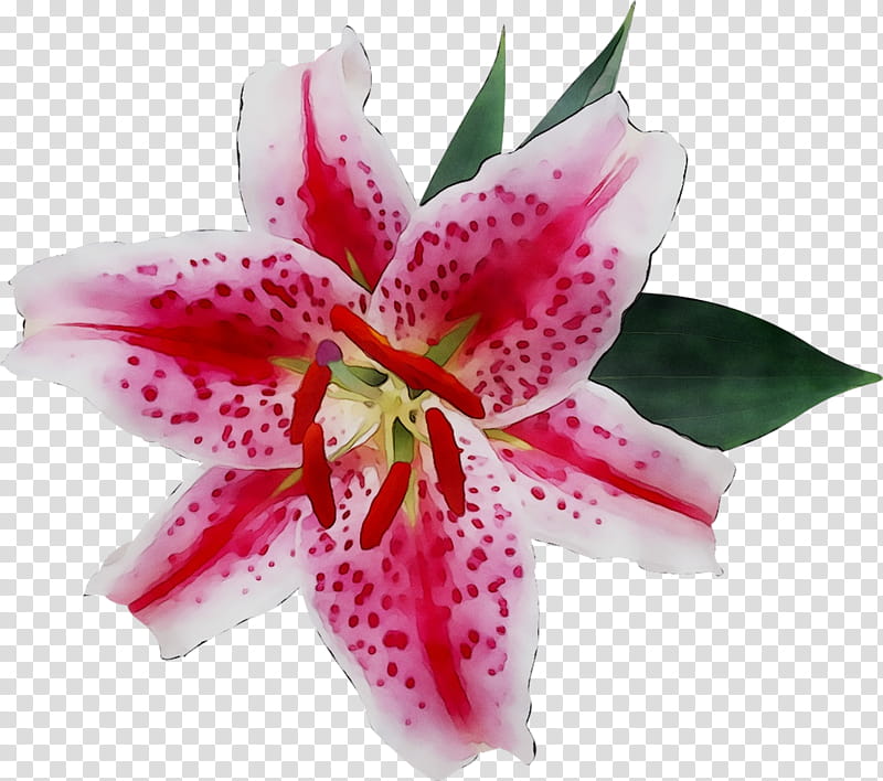 Easter Lily, Ornamental Plant, Flower, Petal, Fleurdelis, Madonna Lily, Plants, Lilies transparent background PNG clipart