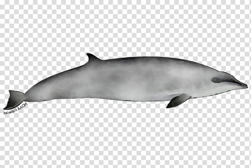 Whale, Striped Dolphin, Shortbeaked Common Dolphin, Whitebeaked Dolphin, Roughtoothed Dolphin, Wholphin, Porpoise, Toothed Whale transparent background PNG clipart