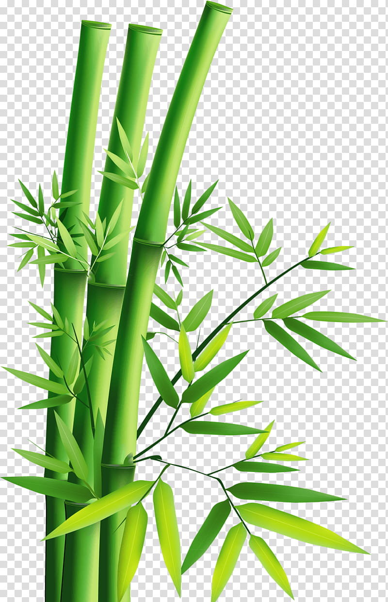 Bamboo, Interior Design Services, Giant Panda, Wall, Stereoscopy, Mural, Television, Plant Stem transparent background PNG clipart