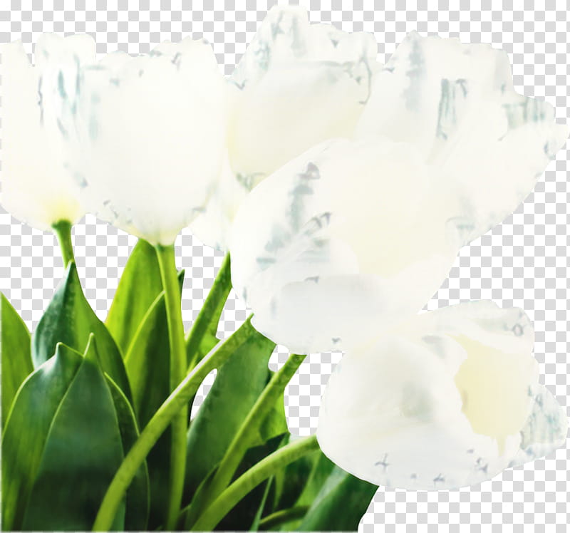 White Lily Flower, Tulip, Petal, Cut Flowers, Madonna Lily, Flower Bouquet, Artificial Flower, Plant transparent background PNG clipart