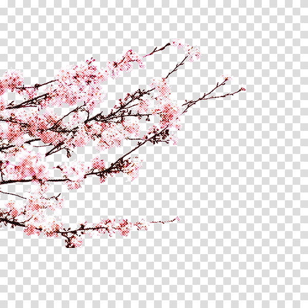 Cherry blossom, Flower, Branch, Plant, Pink, Spring
, Tree, Twig transparent background PNG clipart